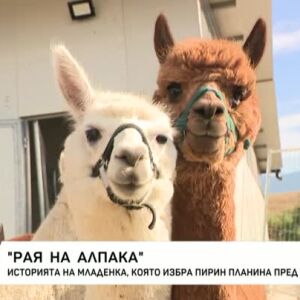 Снимка: Раят на алпаките - историята на Младенка, която избира Пирин планина пред Германия