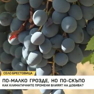 Снимка: По-малко грозде, но по-скъпо