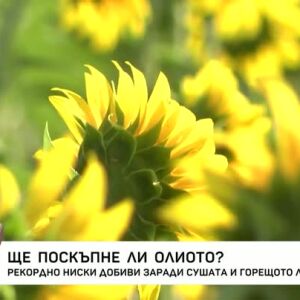 Снимка: Ще поскъпне ли олиото?