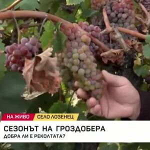 Снимка: Сезонът на гроздобера