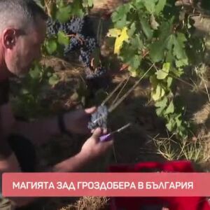 Снимка: Кръстовден - началото на гроздобера и края на лятото