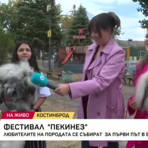 Снимка: Фестивал на пекинеза в Костинброд