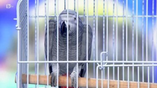 Невероятните умения на папагала инфлуенсър Джаро