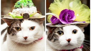 Котки с шапки, вдъхновени от сватбата на принц Хари и Меган Маркъл