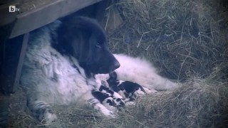 Във Фермата вече има бебета кученца