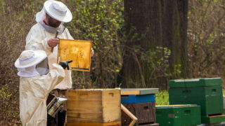Как да разпознаем истинския мед