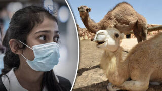 По-смъртоносен от COVID: Камилски грип стряска феновете в Катар