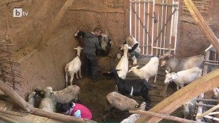 Новият ден във фермата за Милена и ратаите започва с доене на животните