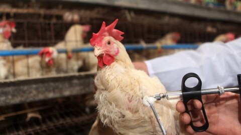 Снимка: Камион изсипа умъртвени пилета от ферма с птичи грип в Хасково (СНИМКИ)