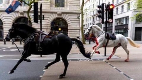 Снимка: Подивели коне избягаха от кавалерията и раниха хора в центъра на Лондон (ВИДЕО)