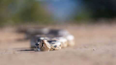 Снимка: Първи случаи на ухапвания от змии по Черноморието ни