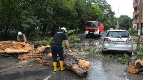 Снимка: Гръмотевична буря и градушка като лешник: Дървета паднаха върху коли в Хасково (СНИМКИ и ВИДЕО)