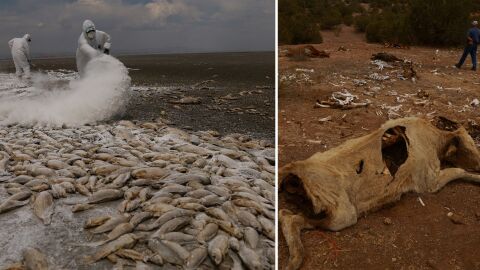 Снимка: Мъртъв добитък и трупове на риби по бреговете: Какво се случва в Мексико? (ВИДЕО и СНИМКИ)