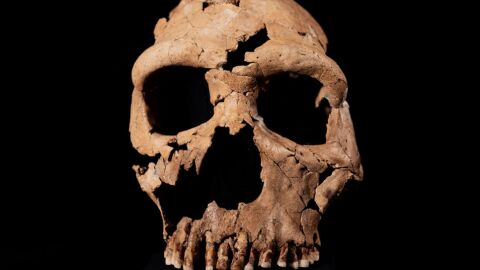 Снимка: Археолози разкриха лицето на неандерталка, живяла преди 75 000 години (СНИМКИ)