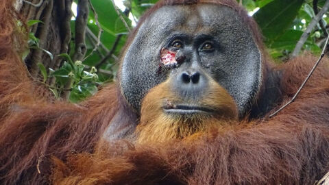 Снимка: Орангутан използва сок от растение за лечение на рана (ВИДЕО)