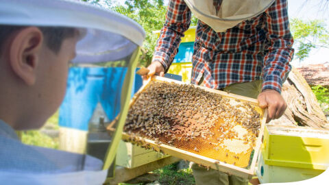Снимка: В Деня на пчелите - "Осинови кошер" и ги спаси: Няма друг по-успокояващ звук