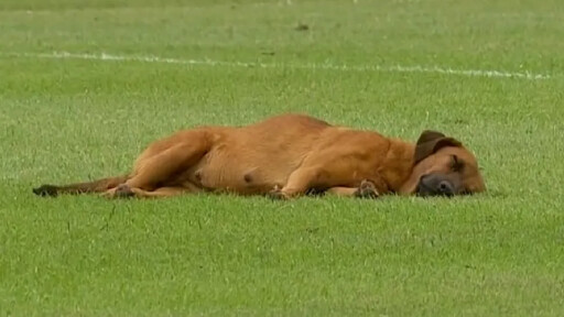 Куче заспа на мач в Парагвай