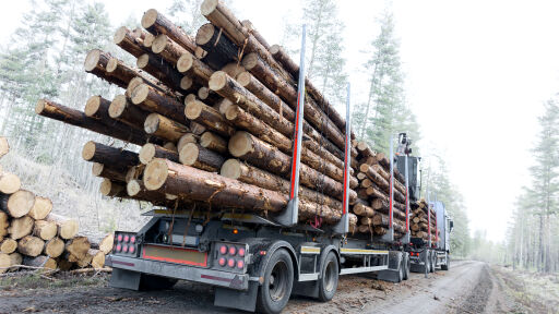2023 г. е най-слабата в България по добив на дървесина от поне две десетилетия
