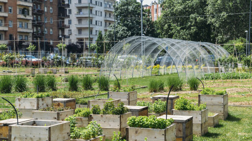 Разсад сред бетона - какво е походящо да засадим в градски условия?