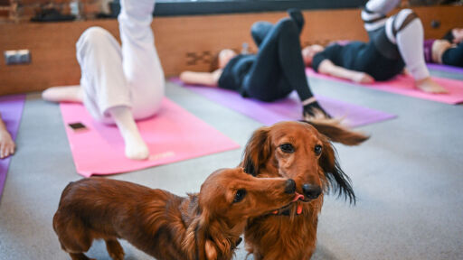 Италия забранява йогата с кученца - малтретирани ли са животни с търговска цел?