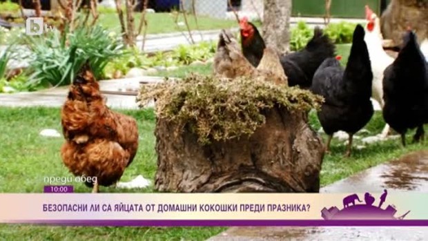 Снимка: Безопасни ли са яйцата от домашни кокошки преди празника?