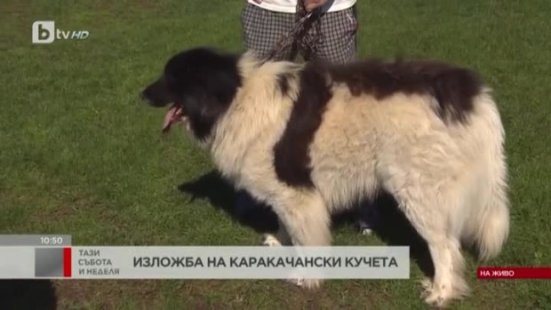Снимка: Изложба на Каракачански кучета в с.Железница