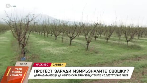Снимка: Рязкото застудяване унищожи плодни дръвчета