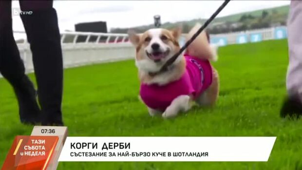 Снимка: Корги Дерби