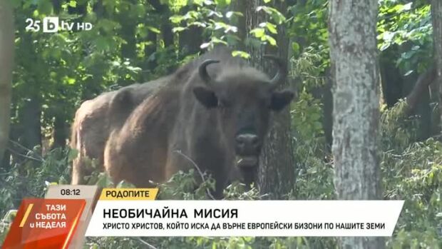 Снимка: Христо Христов иска да върне европейски бизони по нашите земи