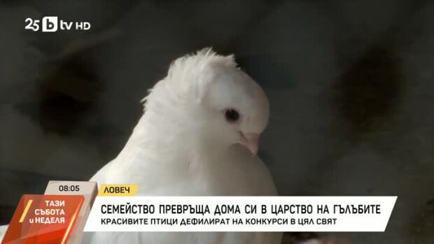 Снимка: Семейство превръща дома си в царство на гълъбите