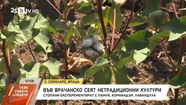 Снимка: Стотици декари нетрадиционни култури отглеждат в Северозапада