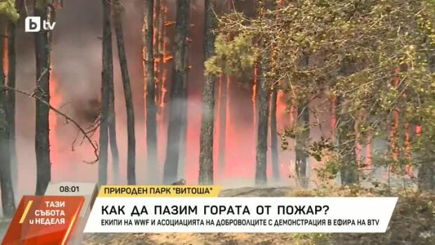 Снимка: Как да пазим гората от пожар?