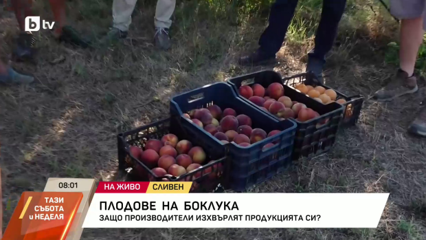 Снимка: Плодове на боклука: Защо производители изхвърлят продукцията си?