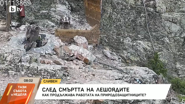 Снимка: След смъртта на лешоядите: Как продължава работата на природозащитниците?
