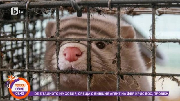 Снимка: Днес всички говорят за... забраната на ферми за норки в Италия