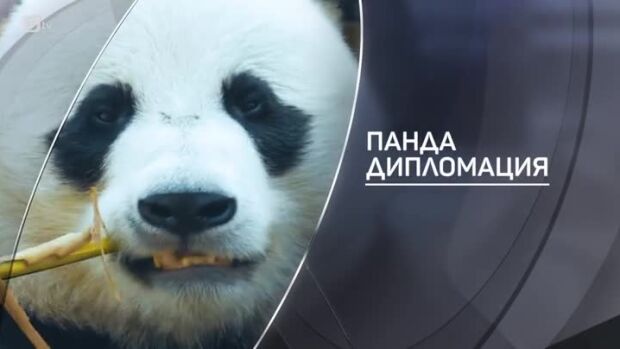 Снимка: bTV разказва: Панда дипломация
