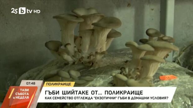 Снимка: Семейство отглежда екзотични гъби в домашни условия