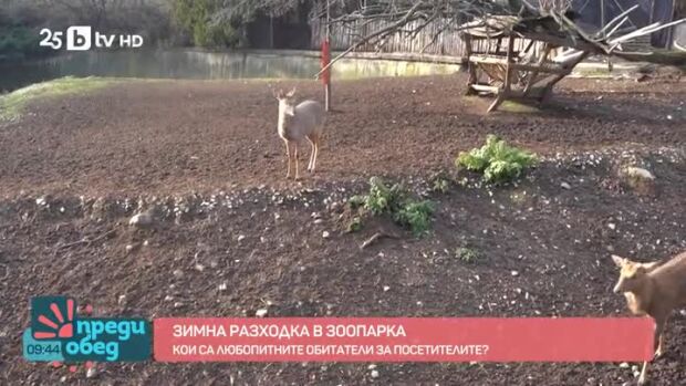 Снимка: Зимна разходка в зоопарка