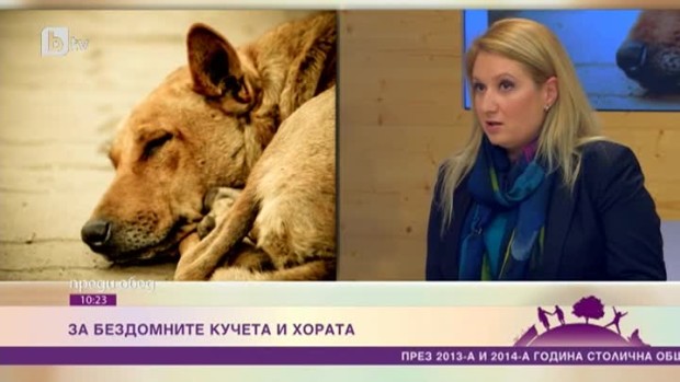 Снимка: За бездомните кучета и хората