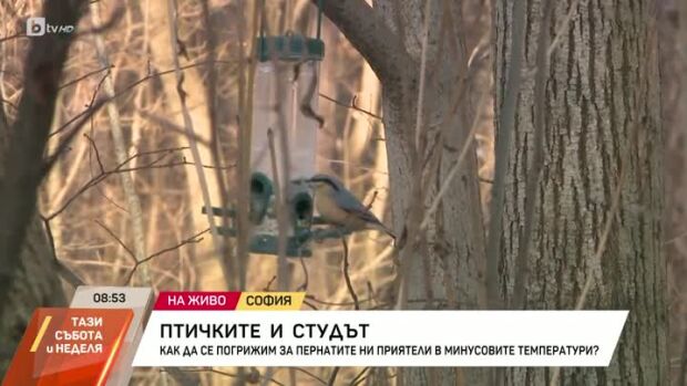 Снимка: Как да се погрижим за птичките при минусови температури?