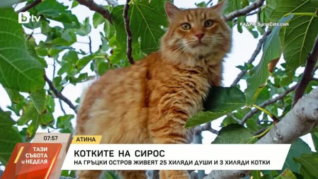 Снимка: 25 хиляди души и 3000 котки на гръцки остров