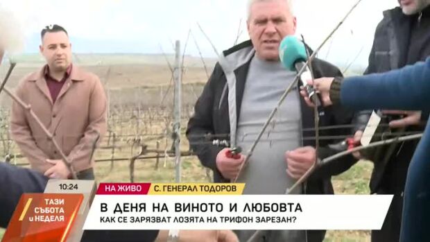Снимка: Как се зарязват лозята на Трифон Зарезан?