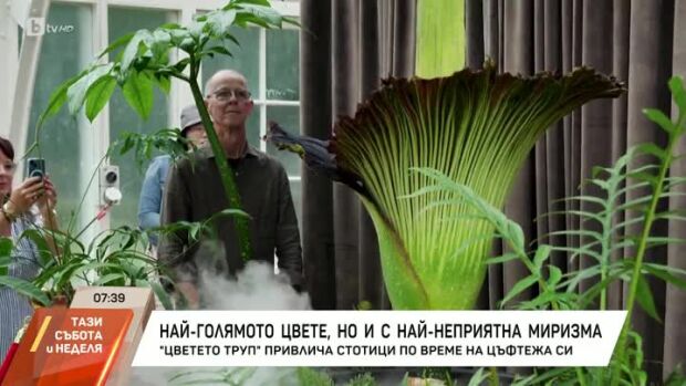Снимка: Най-голямото цвете, но и с най-неприятната миризма