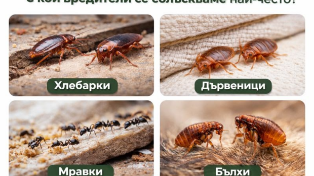 Снимка: С кои вредители се сблъскваме най-често и кога е необходимо да потърсим професионална...