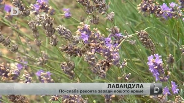 Снимка: Жътвата на лавандула е в разгара си