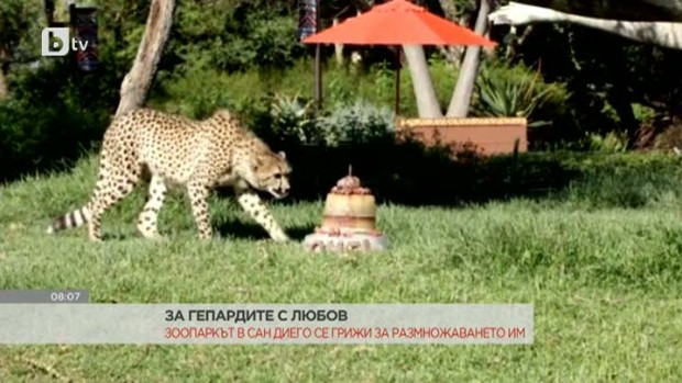 Снимка: Зоопаркът в Сан Диего размножава гепарди