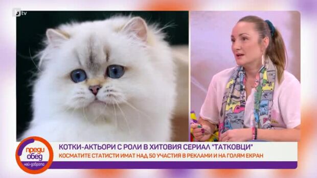 Снимка: Котки артисти в студиото на "Преди обед"