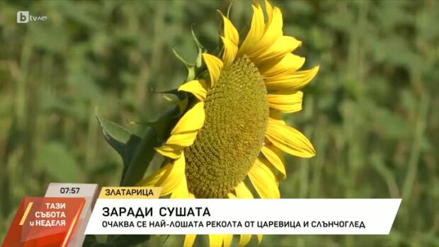Снимка: Заради сушата: Очаква се най-лошата реколта от царевица и слънчоглед