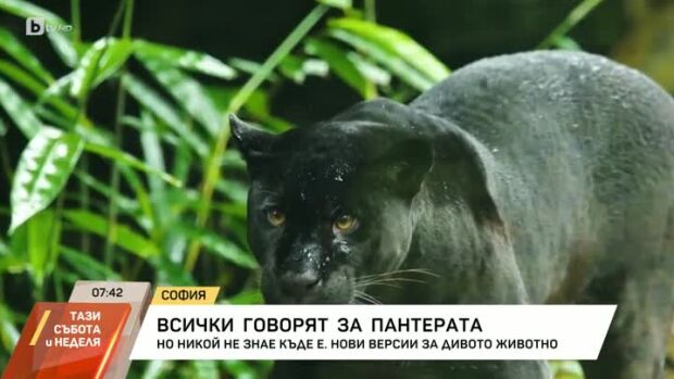 Снимка: Всички говорят за пантерата