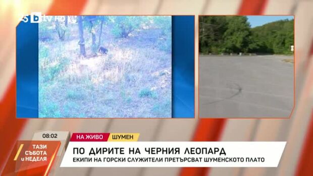 Снимка: По следите на черния леопард
